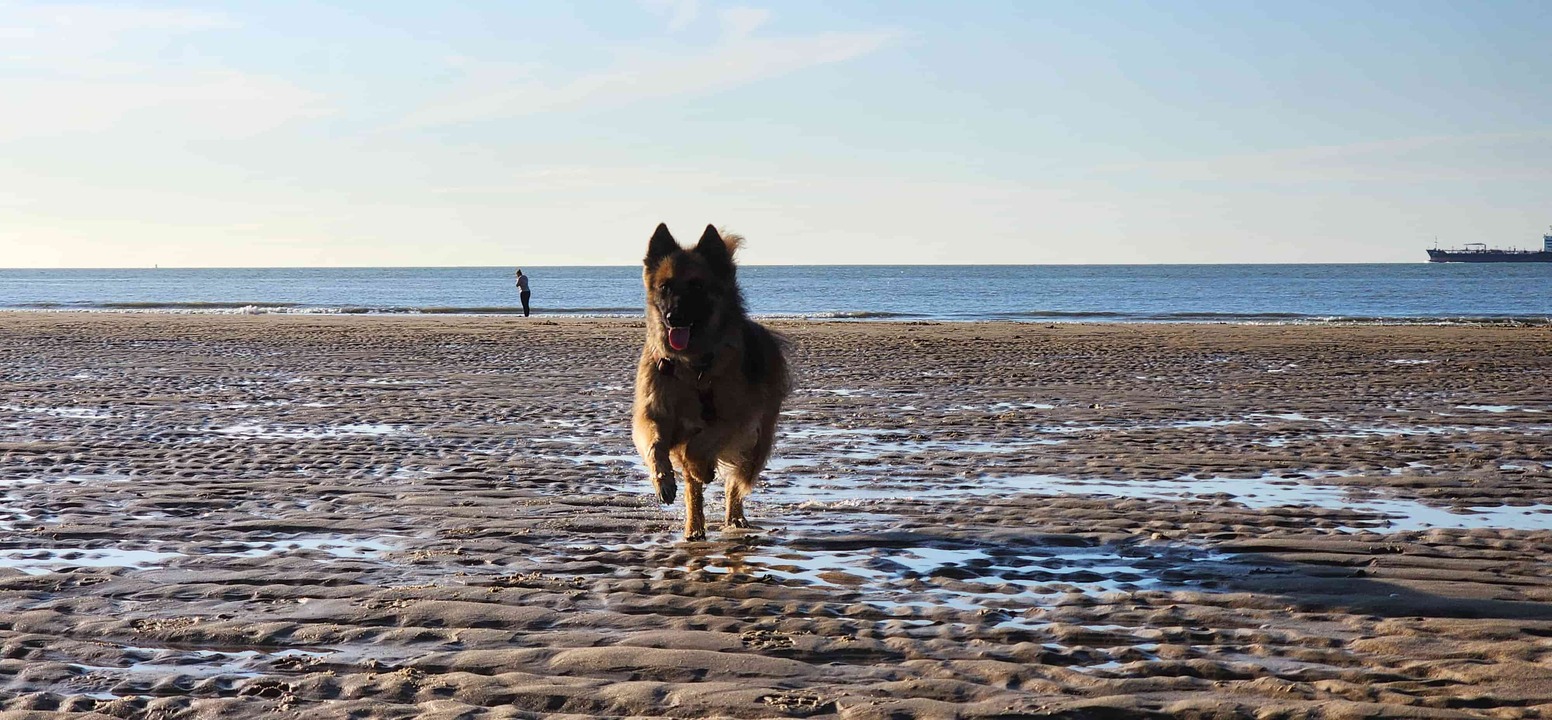 Mäin Hond, deen iwwer de Strand rennt